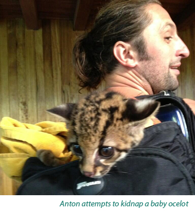 Anton attempts to steal a baby ocelot