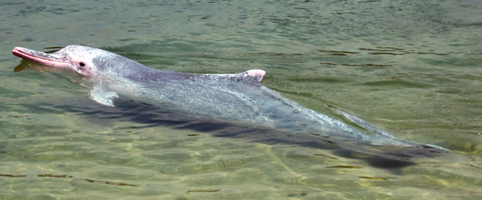 a pink dolphin - the boys didn't actually take this picture, but if it had been sunny, this is what we imagine the scene might've looked like