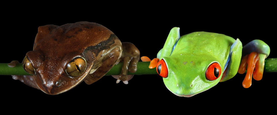 Amazonian frogs
