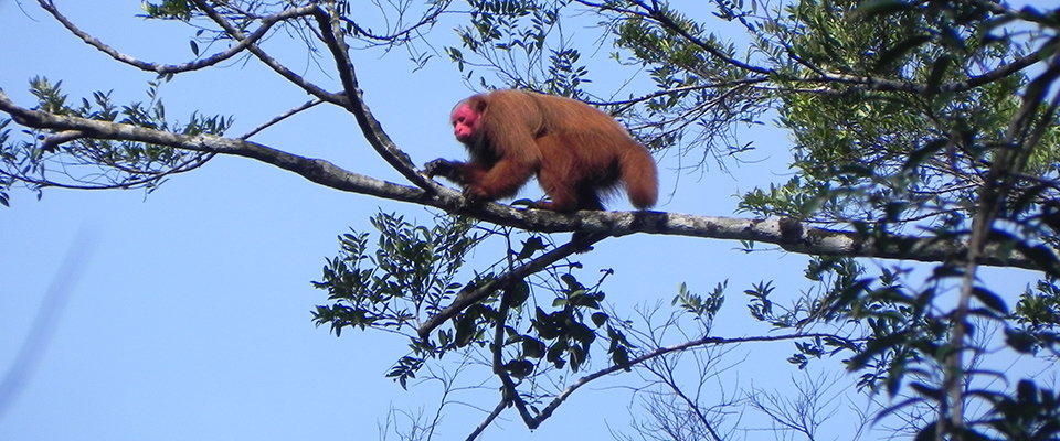 Red Uakari at Tapiche Reserve © Murilo Reis