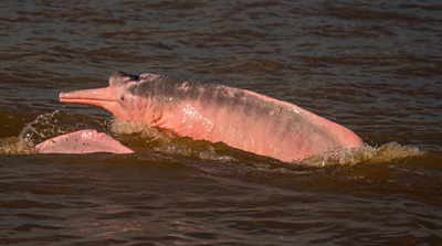one of the pink dolphins that's been keeping the boys company