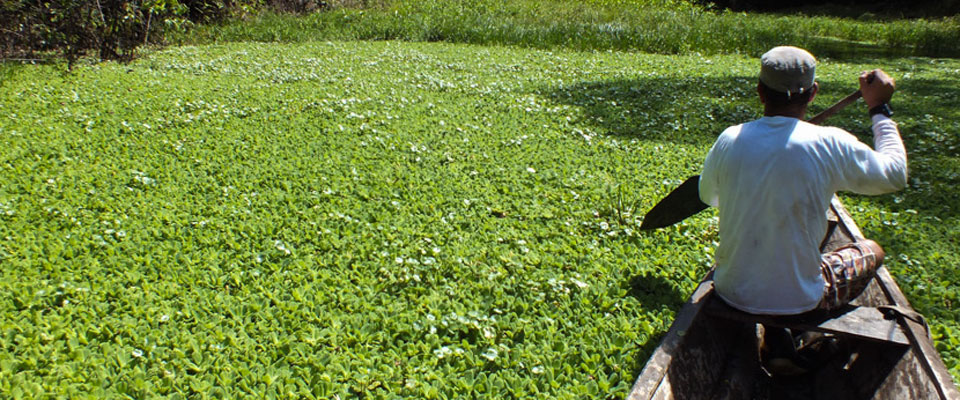 Murilo canoes through water lilies on the Tapiche Reserve