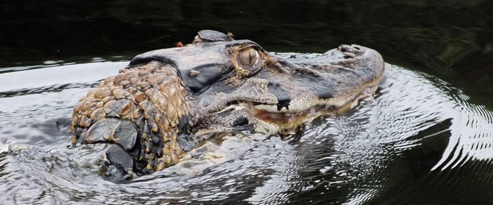 a black caiman from the Tapiche Reserve