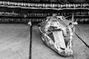Aligator skull