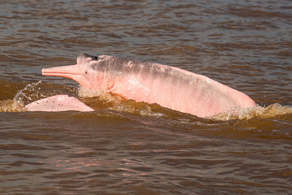 the Amazon's notoriously dodgy pink dolphins