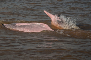 the deadly pink dolphins of the Amazon