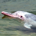 pink dolphin!