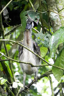 a baby boat-billed heron on the Tapiche Reserve
