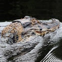 a black caiman from the Tapiche Reserve